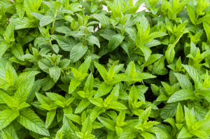 Spearmint Uçucu Yağı - Galata Oils
