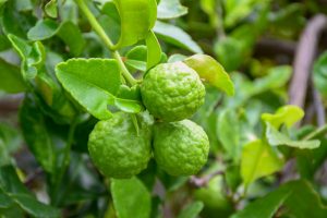 Bergamot Uçucu Yağı - Galata Oils