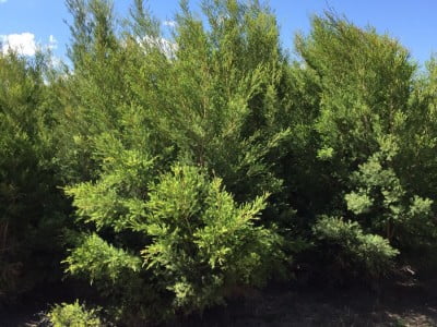 Çay Ağacı Uçucu Yağı - Galata Oils