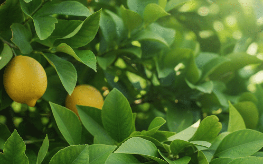 Kaffir Lime Yaprak Yağı - Galata Oils